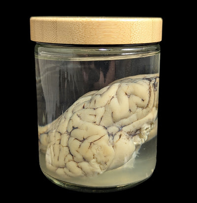 Sheep Brain Wet Specimen-WetSpecimn-Mz. Jones' Curio-PaxtonGate