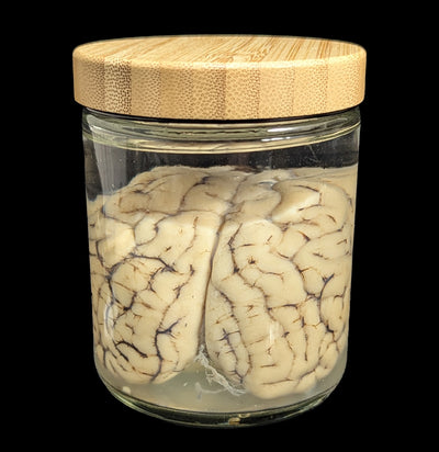 Sheep Brain Wet Specimen-WetSpecimn-Mz. Jones' Curio-PaxtonGate