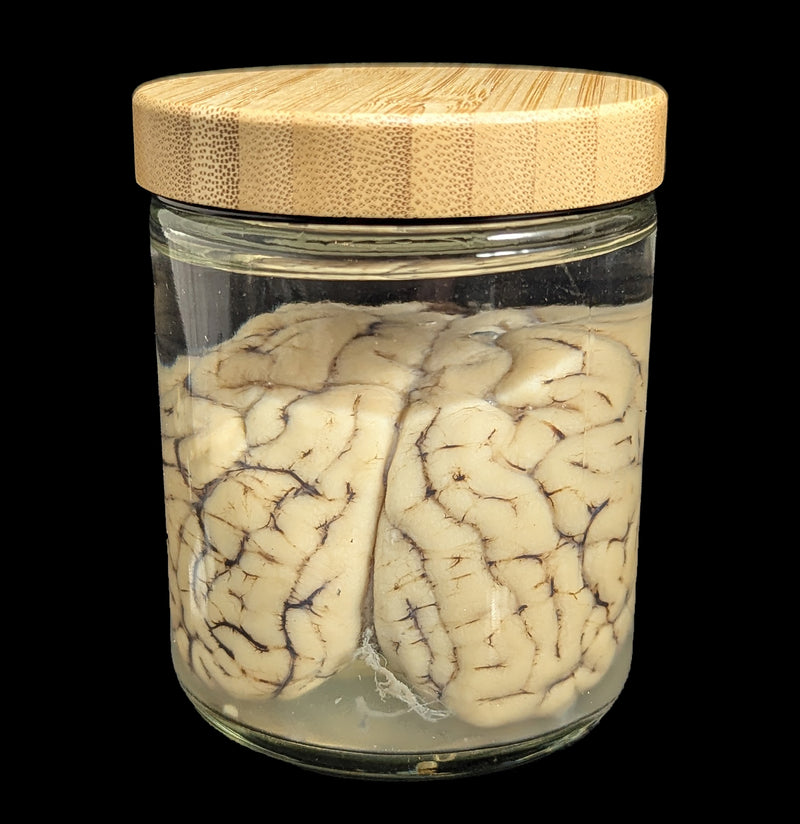 Sheep Brain Wet Specimen-WetSpecimn-Mz. Jones&