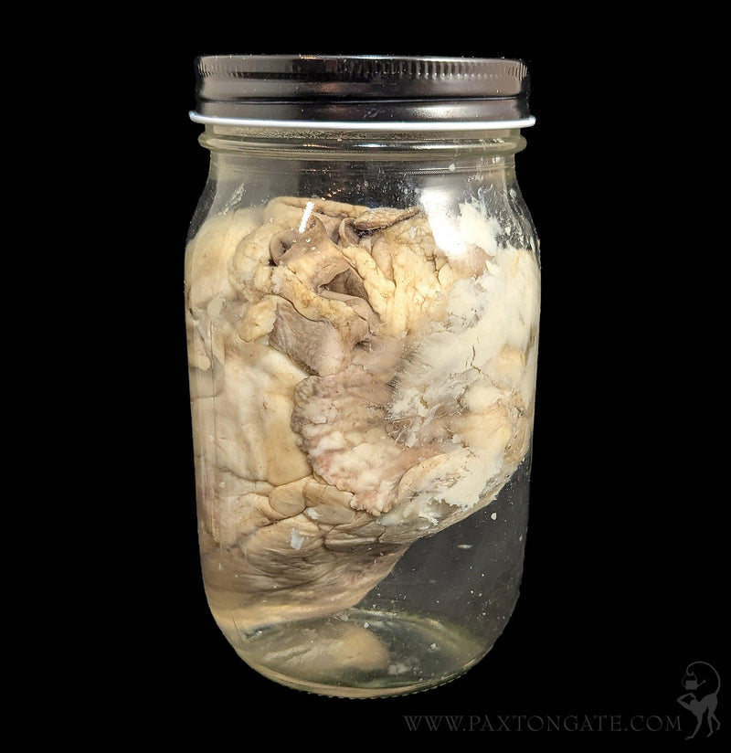 Sheep Heart Wet Specimen-WetSpecimn-Mz. Jones&