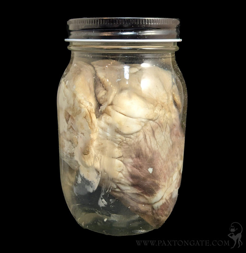 Sheep Heart Wet Specimen-WetSpecimn-Mz. Jones&