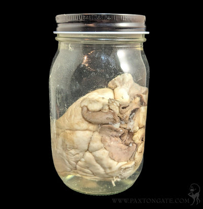 Sheep Heart Wet Specimen-WetSpecimn-Mz. Jones' Curio-PaxtonGate