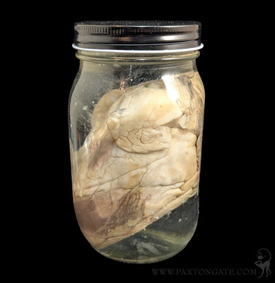 Sheep Heart Wet Specimen-WetSpecimn-Mz. Jones' Curio-PaxtonGate