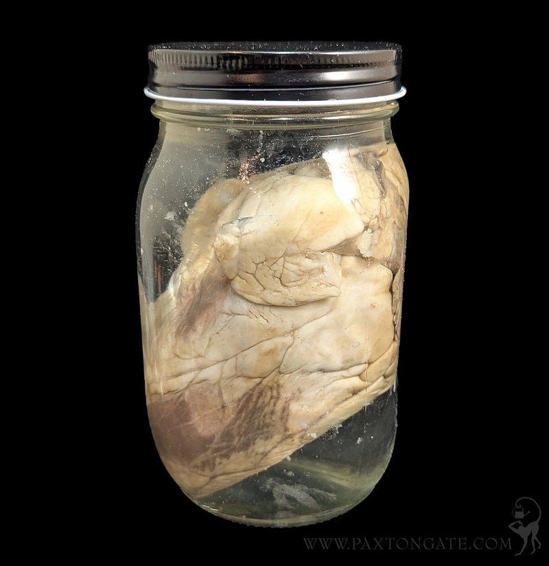 Sheep Heart Wet Specimen-WetSpecimn-Mz. Jones&