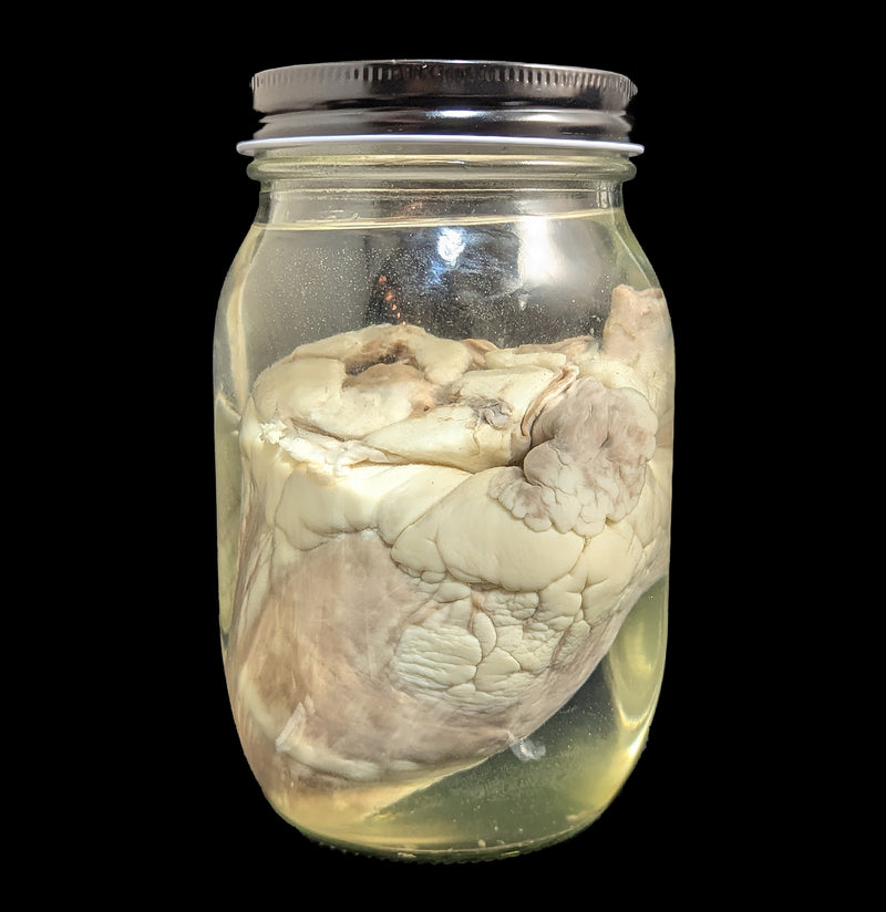 Sheep Heart Wet Specimen-WetSpecimn-Mz. Jones&