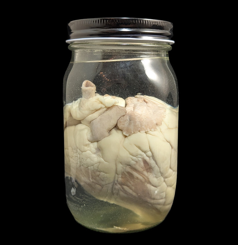 Sheep Heart Wet Specimen-WetSpecimn-Mz. Jones&