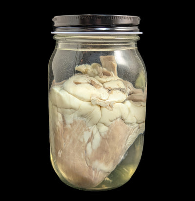 Sheep Heart Wet Specimen-WetSpecimn-Mz. Jones' Curio-PaxtonGate