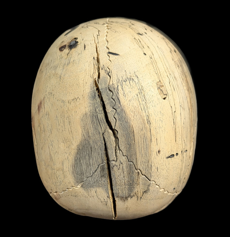 Carved Tamarind Wood Skull-Decor-OddNot-PaxtonGate