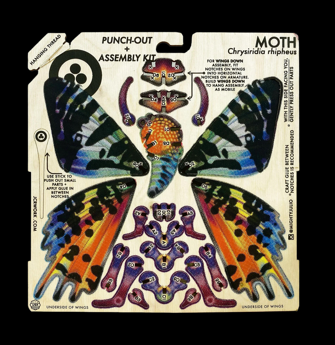 Chrysiridia rhipheus Moth Kit For Sale | Paxton Gate
