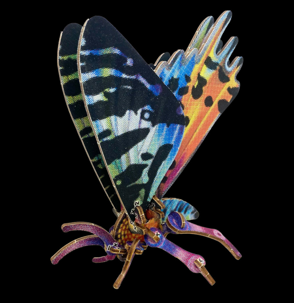 Chrysiridia rhipheus Moth Kit For Sale | Paxton Gate