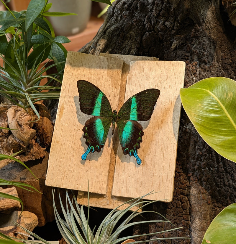Insect Spreading Class: Green Peacock Swallowtail Butterfly-Workshop-Paxton Gate-PaxtonGate