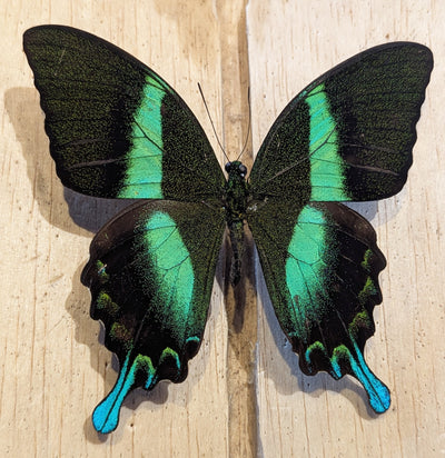 Insect Spreading Class: Green Peacock Swallowtail Butterfly-Workshop-Paxton Gate-PaxtonGate