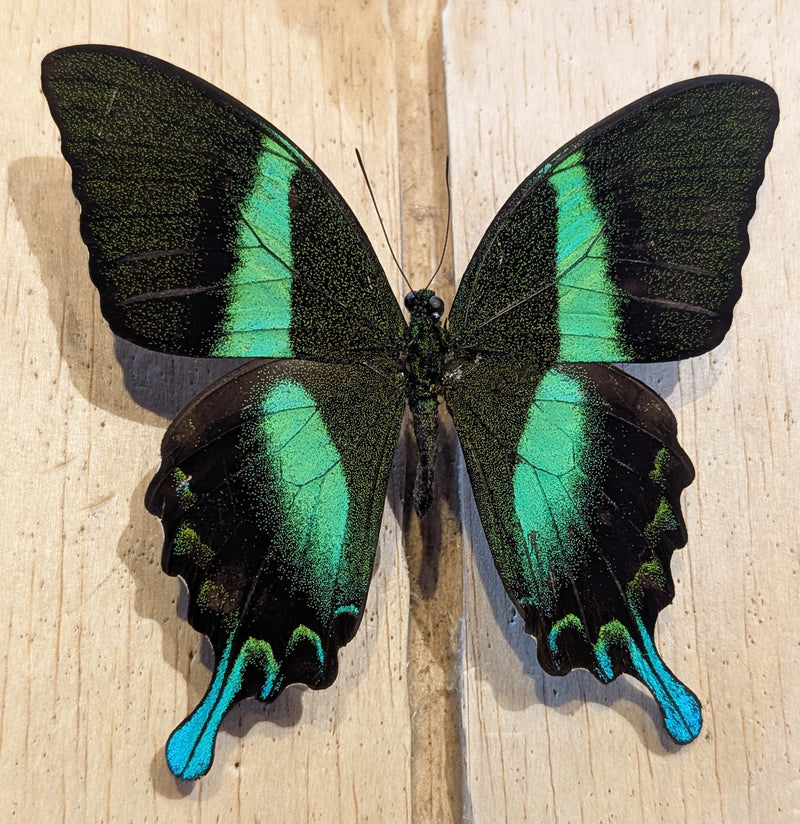 Insect Spreading Class: Green Peacock Swallowtail Butterfly-Workshop-Paxton Gate-PaxtonGate