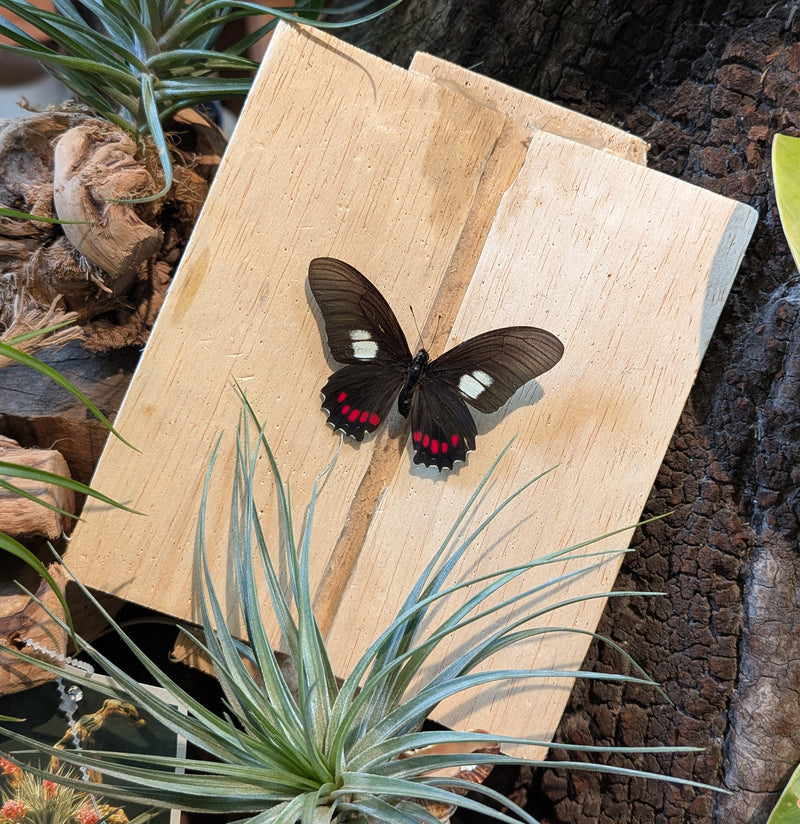 Insect Spreading Class: Harmodius Mimicry Butterfly-Workshop-Paxton Gate-PaxtonGate