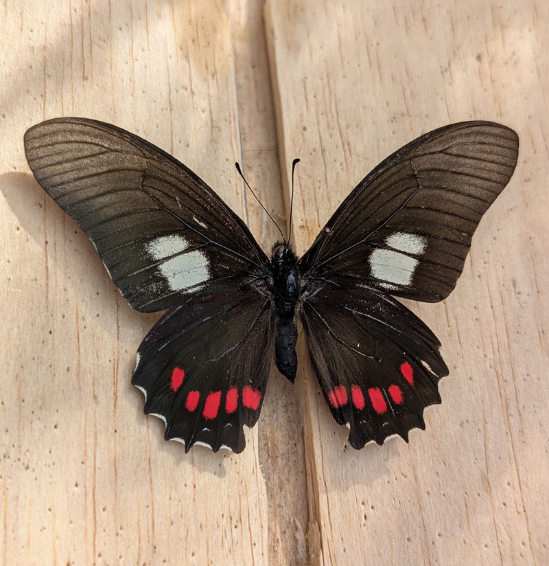 Insect Spreading Class: Harmodius Mimicry Butterfly-Workshop-Paxton Gate-PaxtonGate