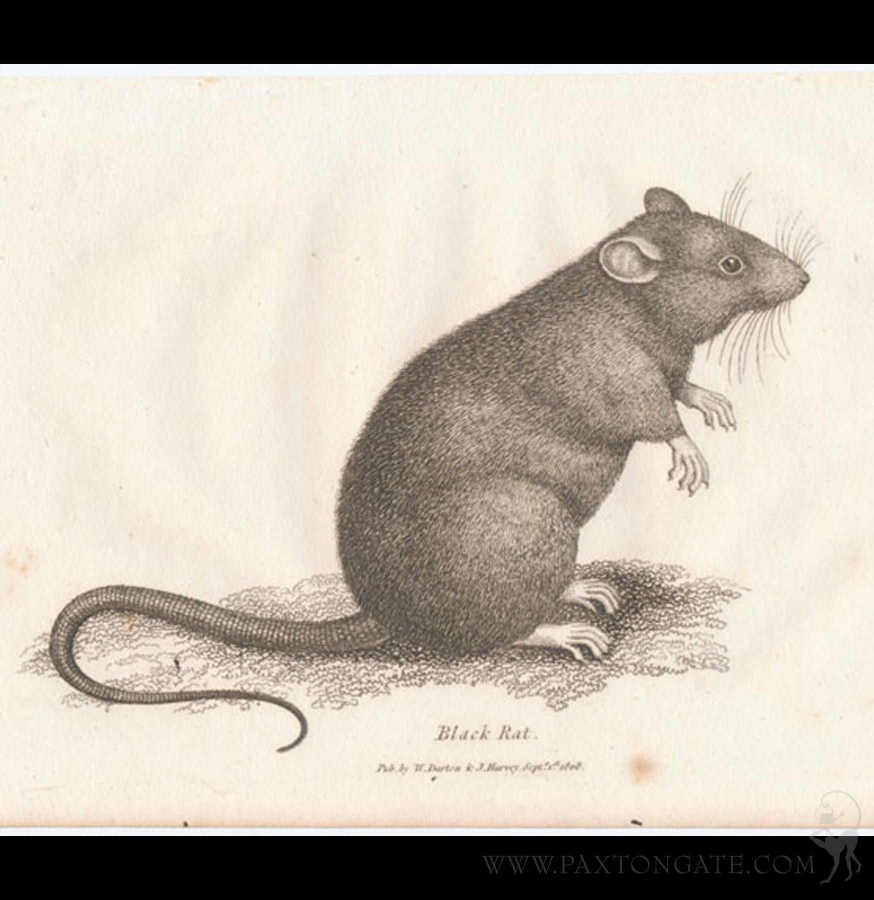 DIY Taxidermy Rat Workshop – Paxton Gate