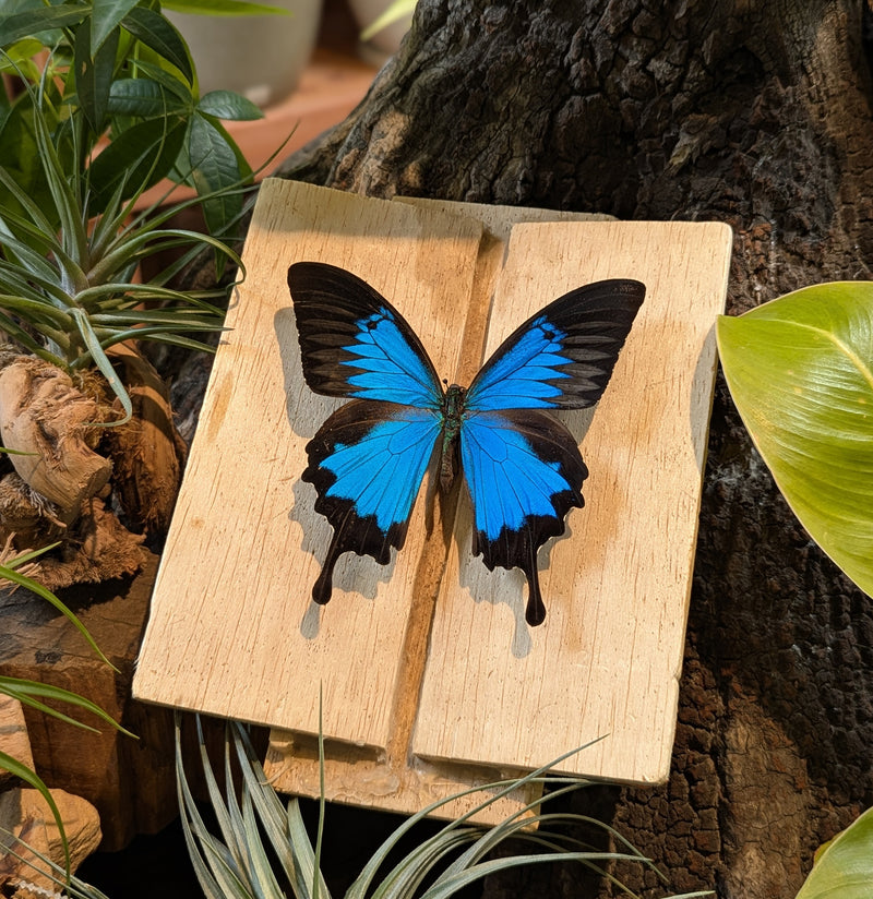 Insect Spreading Class: Mountain Blue Butterfly-Workshop-Paxton Gate-PaxtonGate