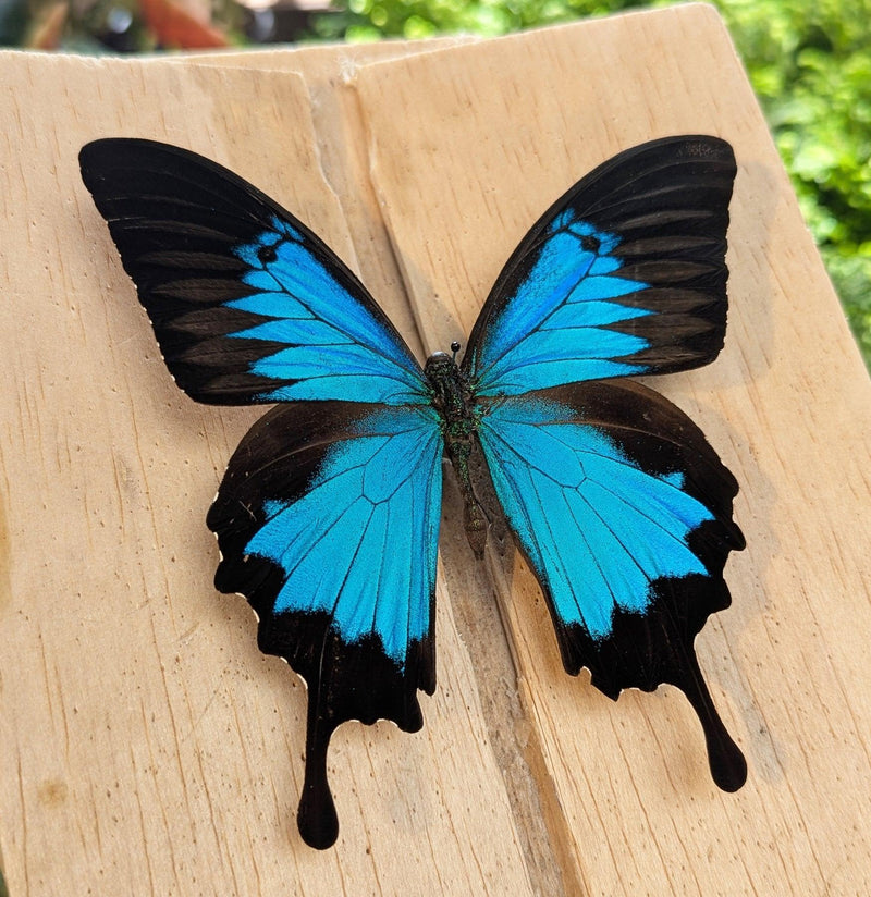 Insect Spreading Class: Mountain Blue Butterfly-Workshop-Paxton Gate-PaxtonGate