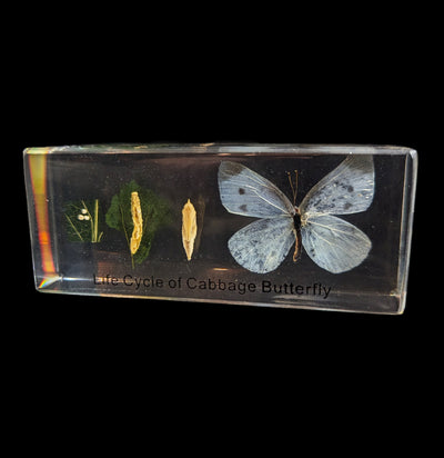 Life Cycle Of A Cabbage Butterfly In Acrylic-Insects-Real Insect Company-PaxtonGate