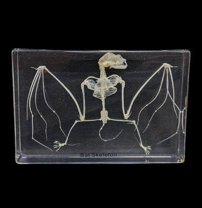 Bat Skeleton in Acrylic-Skeletons-Real Insect Company-PaxtonGate