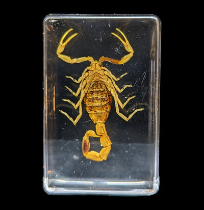 Golden Scorpion In Acrylic-Insects-Real Bug/Ed Speldy-PaxtonGate