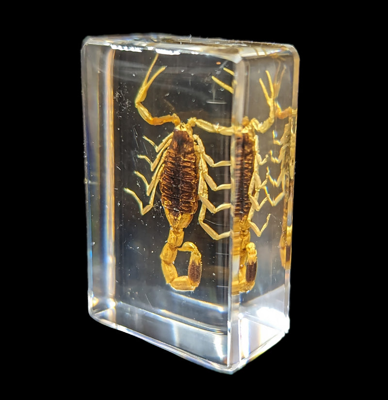 Golden Scorpion In Acrylic-Insects-Real Bug/Ed Speldy-PaxtonGate