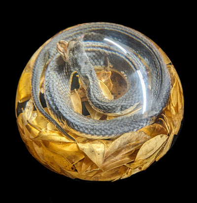 Natural Snake Paper Weight-Taxidermy-Real Insect Company-PaxtonGate