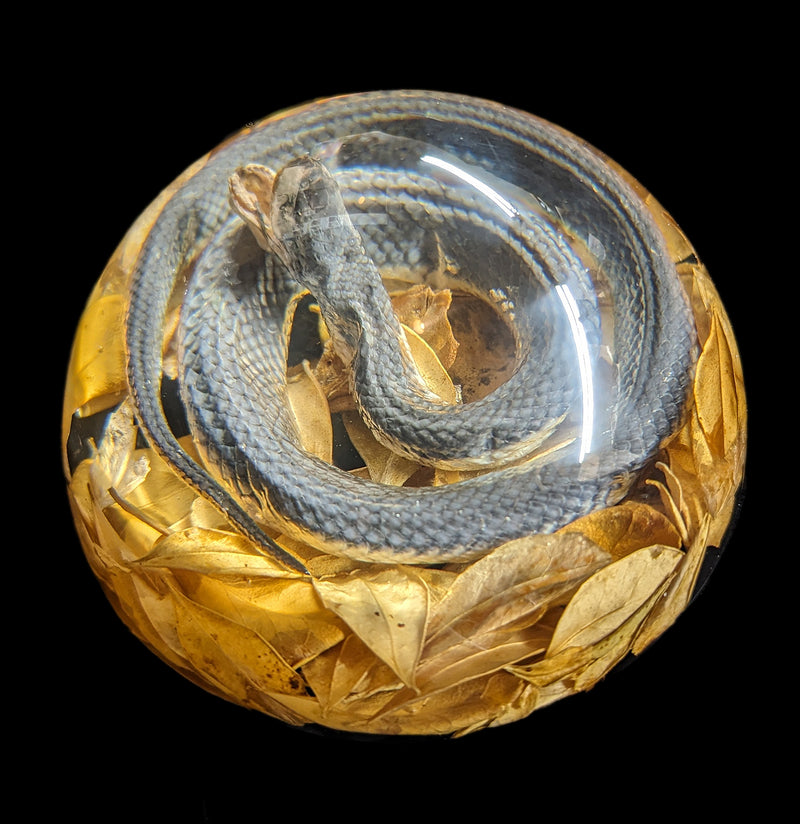 Natural Snake Paper Weight-Taxidermy-Real Insect Company-PaxtonGate
