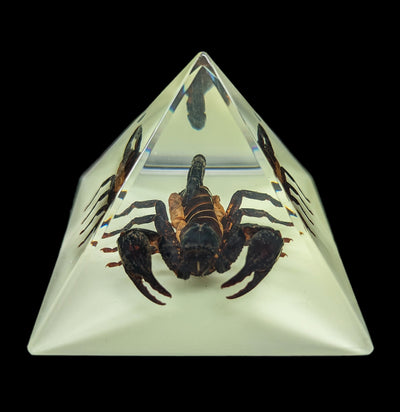 Glow In The Dark Black Scorpion Pyramid-Insects-Real Bug/Ed Speldy-PaxtonGate
