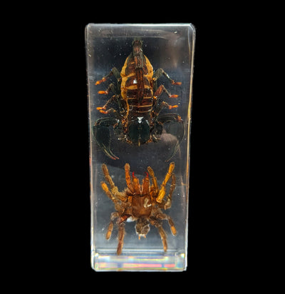 Tarantula vs Scorpion in Acrylic-Insects-Real Insect Company-PaxtonGate