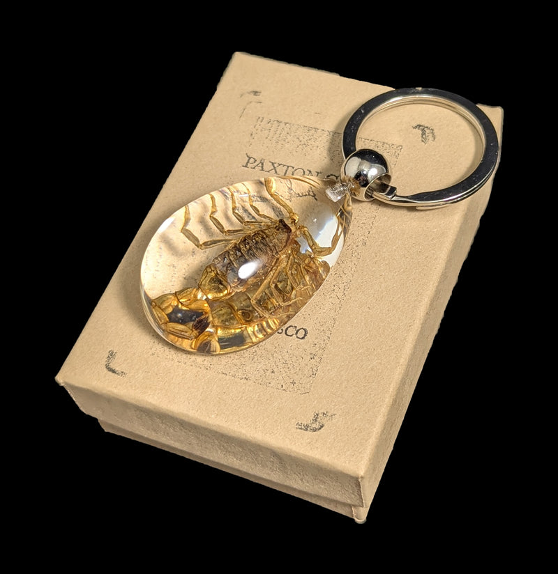 Brown Scorpion Clear Teardrop Keychain-Real Insect Company-PaxtonGate