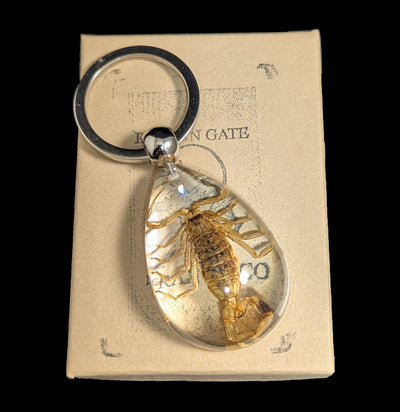Brown Scorpion Clear Teardrop Keychain-Real Insect Company-PaxtonGate