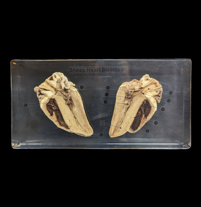 Sheep Heart Bisection in Acrylic-Parts-Real Bug/Ed Speldy-PaxtonGate