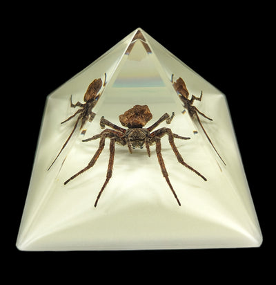 Spider in Glow in the Dark Pyramid-Insects-Real Bug/Ed Speldy-PaxtonGate