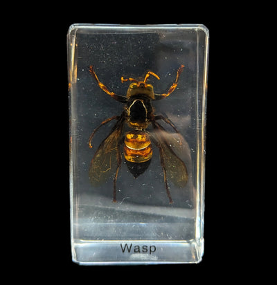 Wasp In Acrylic-Insects-Real Insect Company-PaxtonGate