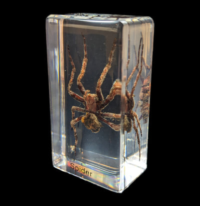 Wolf Spider in Acrylic-Insects-Real Insect Company-PaxtonGate