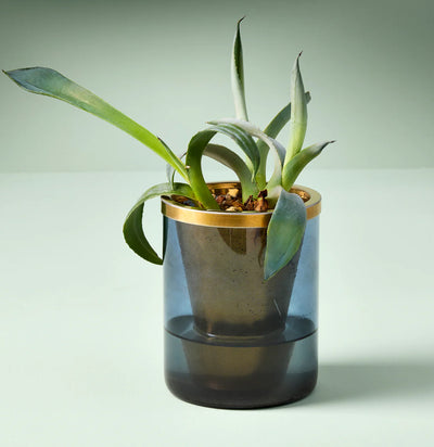 Limited Edition Agave Grow Kit-PlntMisc-Modern Sprout-PaxtonGate