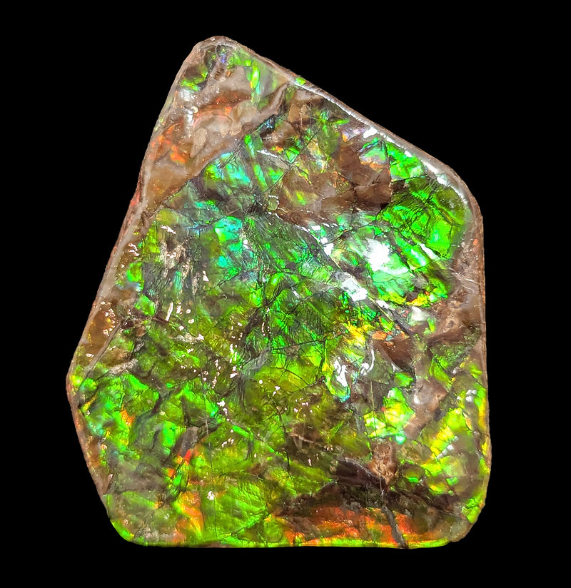 Large Ammolite Fragment-Fossils-Korite Ammolite Limited-PaxtonGate