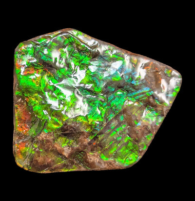 Large Ammolite Fragment-Fossils-Korite Ammolite Limited-PaxtonGate