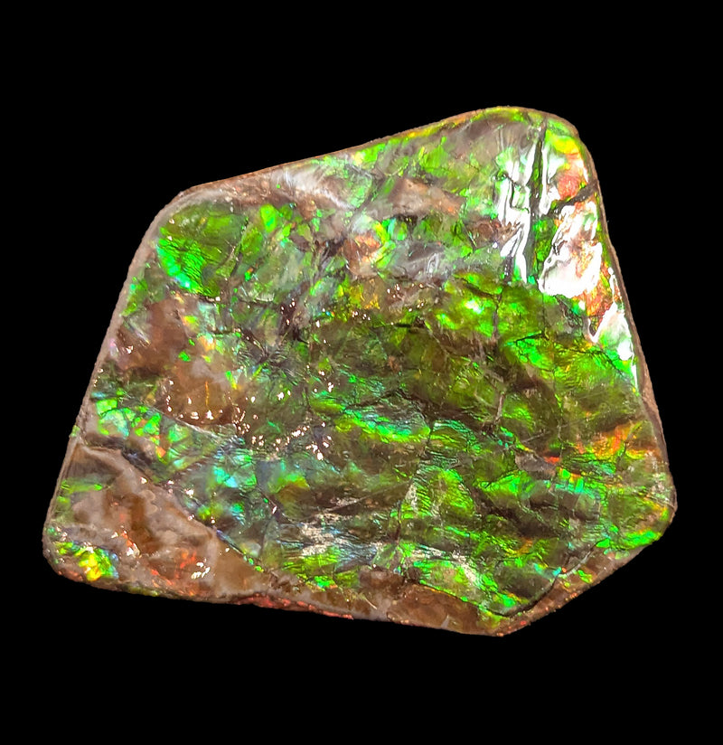Large Ammolite Fragment-Fossils-Korite Ammolite Limited-PaxtonGate