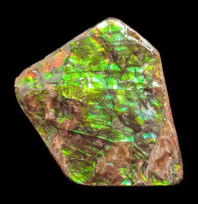 Large Ammolite Fragment-Fossils-Korite Ammolite Limited-PaxtonGate