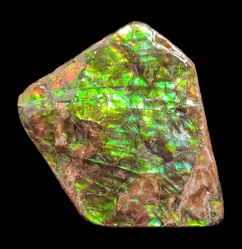 Large Ammolite Fragment-Fossils-Korite Ammolite Limited-PaxtonGate