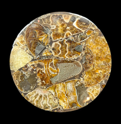 Ammonite Coaster-Fossils-Norcross Madagascar-PaxtonGate