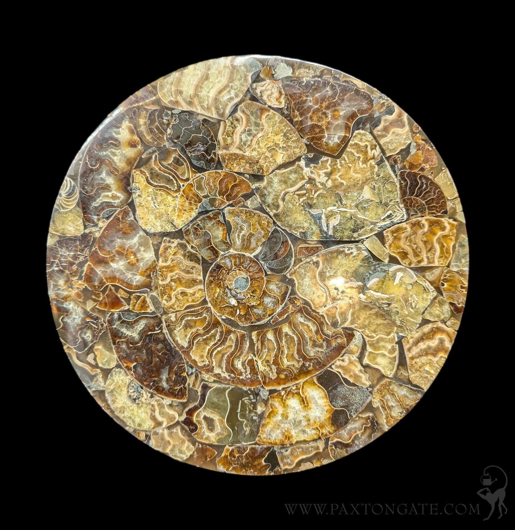 Ammonite Coaster