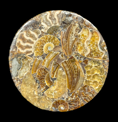 Ammonite Coaster-Fossils-Norcross Madagascar-PaxtonGate