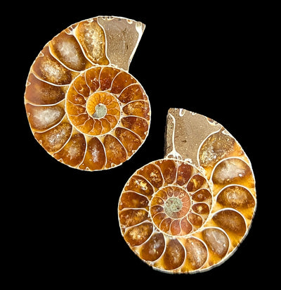 Small Agatized Ammonite Pair-Fossils-Enter the Earth-PaxtonGate