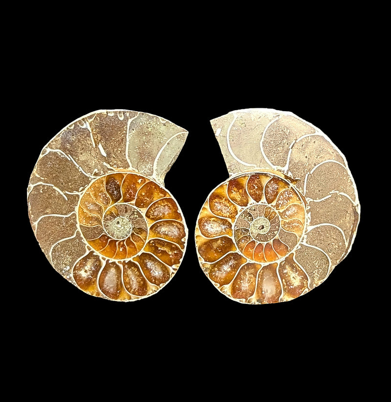 Small Agatized Ammonite Pair-Fossils-Enter the Earth-PaxtonGate