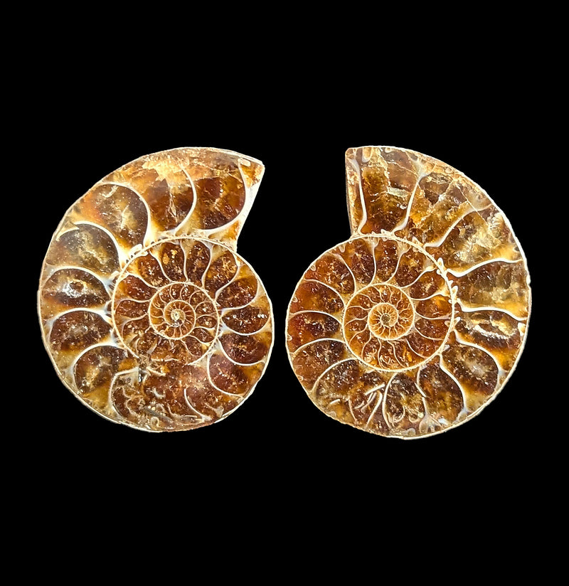 Small Agatized Ammonite Pair-Fossils-Enter the Earth-PaxtonGate