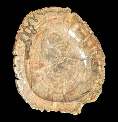 Petrified Wood Bowl-Fossils-Rock Paradise-PaxtonGate