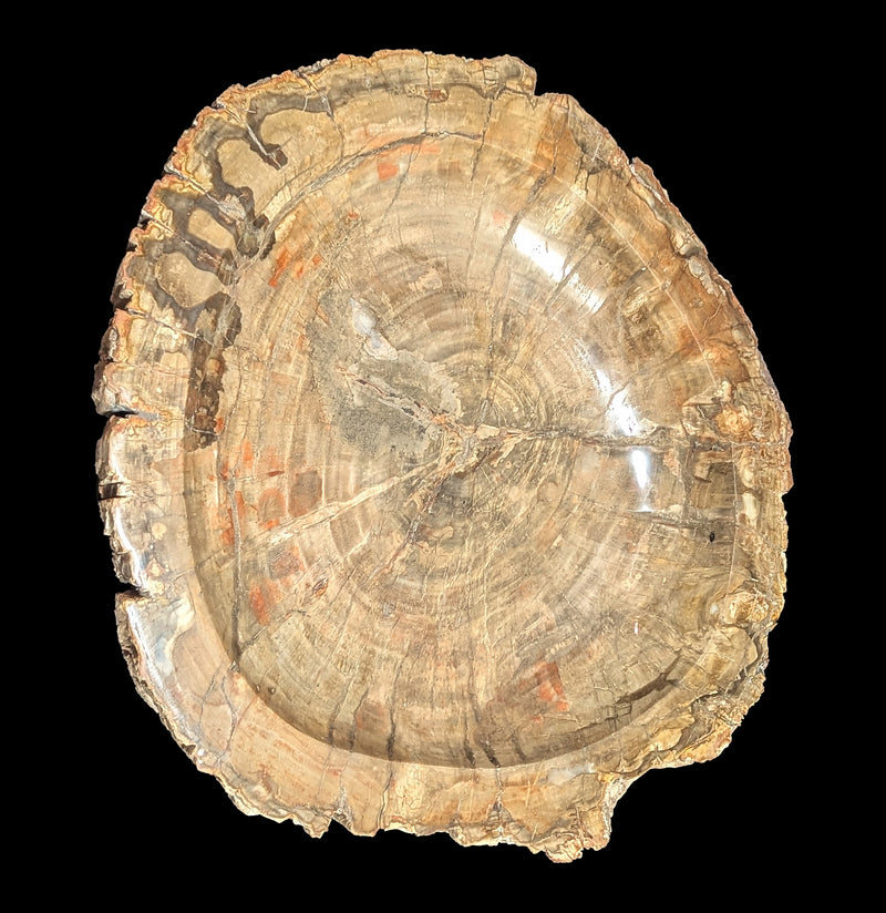 Petrified Wood Bowl-Fossils-Rock Paradise-PaxtonGate